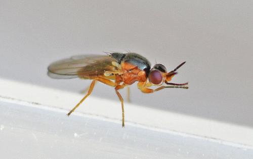 Elachiptera sp.
